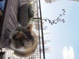 Feline Perch