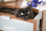 Drawer Cat