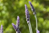 Lavender Dreams