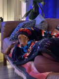 Cozy Canine on the Couch