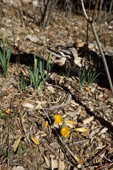 Early Spring Crocuses Emerging Through Wood Chip Mulch