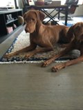 Two Vizsla Dogs Resting