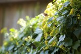 Nature's Pollinator in Action