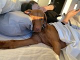 Canine Cuddles