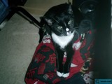 Purrfectly Cozy