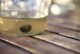 Mysterious Black Object in Glass Jar