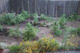 Serene Backyard Garden