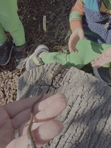 Children Examining Weathered Log in Nature