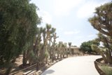 A Secluded Pathway through a Joshua Tree Forest