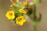 Vibrant Yellow Geranium Captivatingly Shows its Pollen