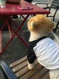 Jiff Looking Up