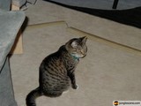 Curious Cat