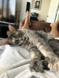 Cozy Companion