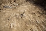 Roadside Reptile