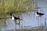 Black-necked Stilts Wading in Shallow Wetland Waters