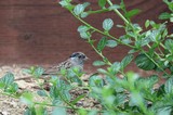 Golden-crowned Sparrow Foraging Among Garden Foliage