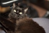 Resting Feline