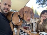 A Dog-Friendly Dining Experience