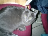 The Gray Feline