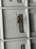 Unexpected Visitor