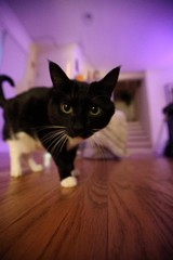 Alert Black and White Cat in Purple-Lit Room