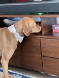 Dapper Vizsla