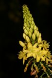 Sunny Bloom
