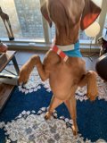 Hound on Hind Legs at the Window