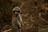 The Watchful Meerkat