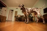 Hardwood Hound