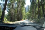 The Tree-Lined Roadway