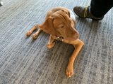 Relaxing Vizsla