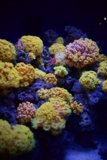 Underwater Cornucopia: A Diverse Coral Reef