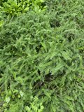 Lush Foliage in Golden Gate Park