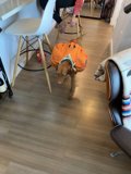 Backpacking Pup