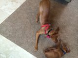 Playtime with Pups