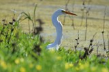 Great Egret Hunting in Wetland Marsh