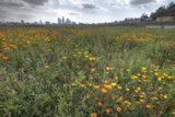 Cityscape and a sea of orange flowers