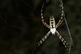 Arachnid Beauty