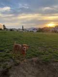 Canine in the Golden Hour