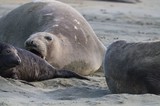 Elephant Seal Pups Resting on Sandy Beach