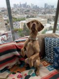 Cozy Canine on the City Couch
