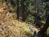 Serene Forest Bench