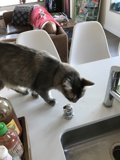 Counter Cat
