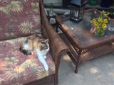 Potted Plant Cat in the Living Room