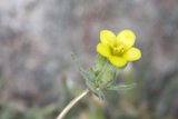 Sunny Geranium