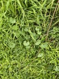 Verdant Grass and Leaves