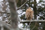Red-Shouldered Hawk Perched on Winter Branch