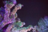 Enchanted Nocturne