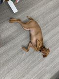 Pups Love Hardwood!